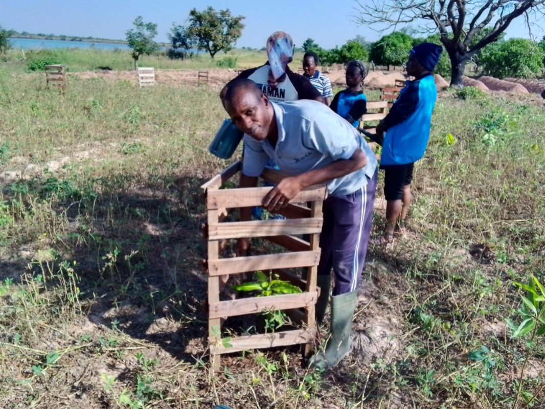 Entretien du verger de manguiers mis en place pour protéger les berges de la rivière Tchoutchoubou